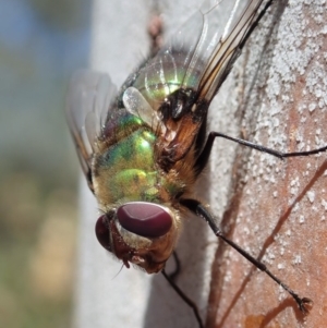 Rutilia (Chrysorutilia) formosa at Cook, ACT - 27 Nov 2019