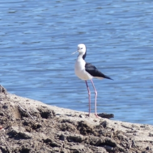 Himantopus leucocephalus at Bega, NSW - 27 Nov 2019 09:14 AM