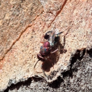 Chalcididae (family) at Cook, ACT - 27 Nov 2019 10:33 AM