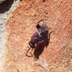 Chalcididae (family) at Cook, ACT - 27 Nov 2019 10:33 AM