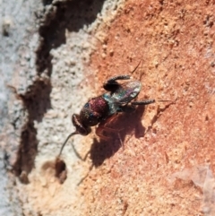 Chalcididae (family) at Cook, ACT - 27 Nov 2019 10:33 AM