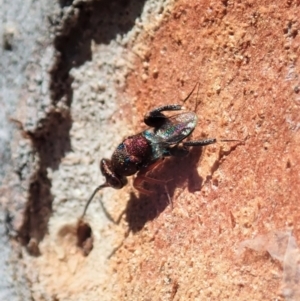 Chalcididae (family) at Cook, ACT - 27 Nov 2019 10:33 AM