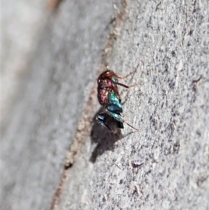 Chalcididae (family) at Cook, ACT - 27 Nov 2019 10:33 AM