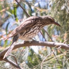 Oriolus sagittatus (Olive-backed Oriole) at Uriarra Recreation Reserve - 27 Nov 2019 by SWishart