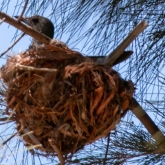 Oriolus sagittatus at Strathnairn, ACT - 27 Nov 2019