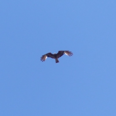 Lophoictinia isura (Square-tailed Kite) at Black Range, NSW - 27 Nov 2019 by MatthewHiggins