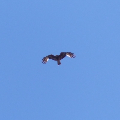 Lophoictinia isura (Square-tailed Kite) at Black Range, NSW - 27 Nov 2019 by MatthewHiggins