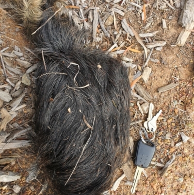 Sus scrofa (Pig (feral)) at Majura, ACT - 23 Nov 2019 by sbittinger