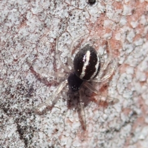 Euryopis umbilicata at Cook, ACT - 27 Nov 2019 10:45 AM