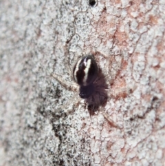 Euryopis umbilicata at Cook, ACT - 27 Nov 2019