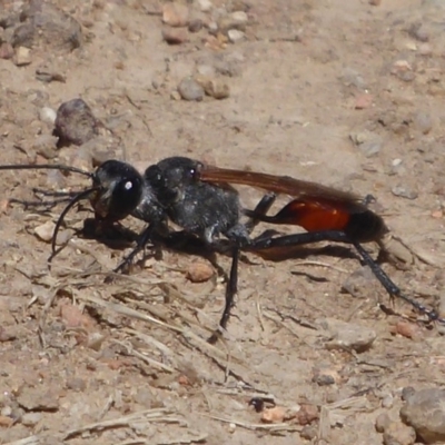 Podalonia tydei (Caterpillar-hunter wasp) at Jerrabomberra Wetlands - 27 Nov 2019 by Christine
