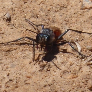 Podalonia tydei at Fyshwick, ACT - 27 Nov 2019