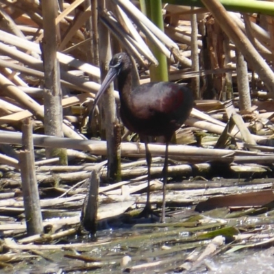 Plegadis falcinellus (Glossy Ibis) at Jerrabomberra Wetlands - 27 Nov 2019 by Christine