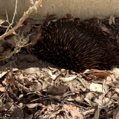 Tachyglossus aculeatus (Short-beaked Echidna) at Wolumla, NSW - 27 Nov 2019 by PatriciaDaly