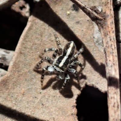 Euophryinae sp. (Mr Stripey) undescribed (Mr Stripey) at Cook, ACT - 27 Nov 2019 by CathB