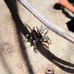 Euophryinae sp. (Mr Stripey) undescribed at Cook, ACT - 27 Nov 2019 10:53 AM