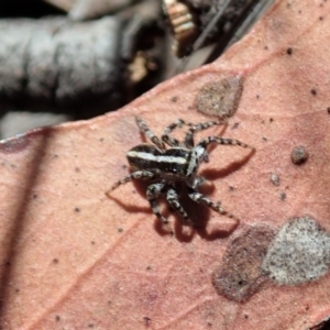 Euophryinae sp. (Mr Stripey) undescribed at Cook, ACT - 27 Nov 2019