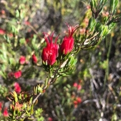 Darwinia taxifolia subsp. macrolaena at Saint George, NSW - 26 Nov 2019 by pamcooke