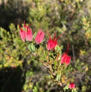 Darwinia taxifolia subsp. macrolaena at Saint George, NSW - 27 Nov 2019 09:19 AM