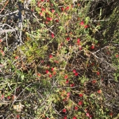 Darwinia taxifolia subsp. macrolaena at Saint George, NSW - 27 Nov 2019 09:19 AM