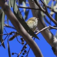 Acanthiza lineata (Striated Thornbill) at Bruce Ridge to Gossan Hill - 25 Aug 2019 by AlisonMilton