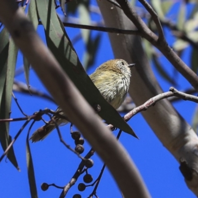 Acanthiza lineata (Striated Thornbill) at Bruce, ACT - 25 Aug 2019 by AlisonMilton