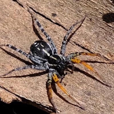 Nyssus coloripes (Spotted Ground Swift Spider) at West Belconnen Pond - 26 Nov 2019 by Kurt