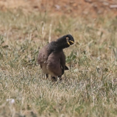 Acridotheres tristis (Common Myna) at Fyshwick, ACT - 25 Nov 2019 by Alison Milton