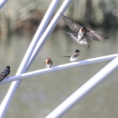 Hirundo neoxena (Welcome Swallow) at Lake Burley Griffin Central/East - 24 Nov 2019 by Alison Milton
