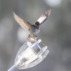 Hirundo neoxena at Kingston, ACT - 25 Nov 2019