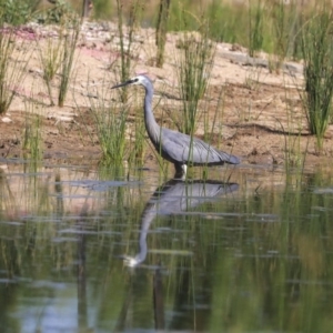 Egretta novaehollandiae at Kingston, ACT - 25 Nov 2019 08:03 AM