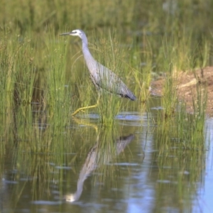 Egretta novaehollandiae at Kingston, ACT - 25 Nov 2019