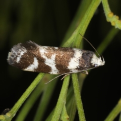 Isomoralla eriscota (A concealer moth) at Mount Ainslie - 20 Nov 2019 by jbromilow50