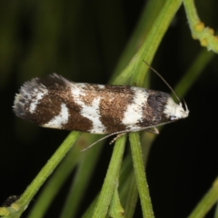 Isomoralla eriscota (A concealer moth) at Mount Ainslie - 20 Nov 2019 by jb2602