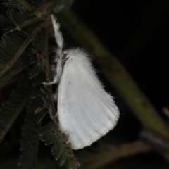 Acyphas (genus) (Lymantriinae, Erebidae) at Ainslie, ACT - 20 Nov 2019 by jb2602