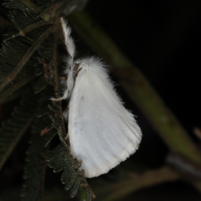 Acyphas (genus) (An Erebid moth) at Mount Ainslie - 20 Nov 2019 by jb2602
