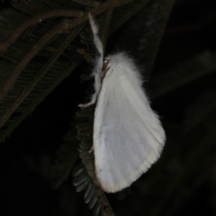 Acyphas (genus) at Ainslie, ACT - 20 Nov 2019 09:37 PM