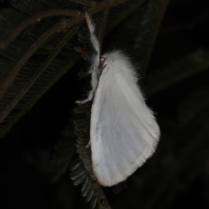 Acyphas (genus) at Ainslie, ACT - 20 Nov 2019