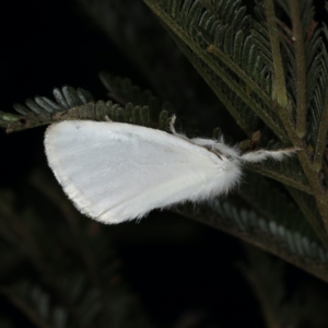 Acyphas (genus) at Ainslie, ACT - 20 Nov 2019 09:37 PM