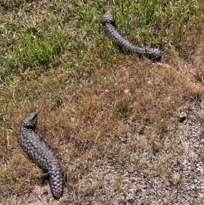 Tiliqua rugosa (Shingleback Lizard) at Murrumbateman, NSW - 23 Oct 2019 by SimoneC