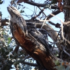 Podargus strigoides (Tawny Frogmouth) at Hughes Grassy Woodland - 27 Nov 2019 by TomT