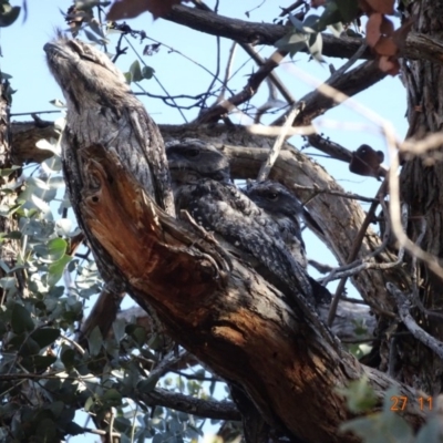 Podargus strigoides (Tawny Frogmouth) at Red Hill to Yarralumla Creek - 27 Nov 2019 by TomT