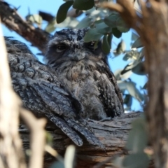 Podargus strigoides at Deakin, ACT - 27 Nov 2019