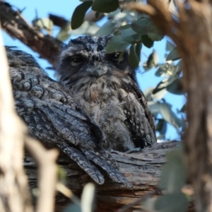 Podargus strigoides at Deakin, ACT - 27 Nov 2019