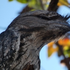 Podargus strigoides at Deakin, ACT - 27 Nov 2019