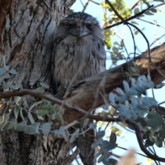 Podargus strigoides at Deakin, ACT - 27 Nov 2019