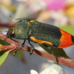 Castiarina kerremansi (A jewel beetle) at Cotter River, ACT - 27 Nov 2019 by Harrisi