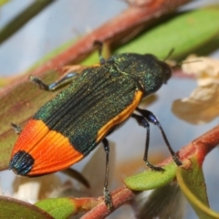 Castiarina kerremansi at Cotter River, ACT - 27 Nov 2019