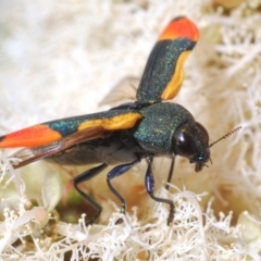 Castiarina kerremansi at Cotter River, ACT - 27 Nov 2019