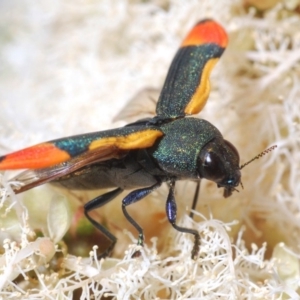 Castiarina kerremansi at Cotter River, ACT - 27 Nov 2019